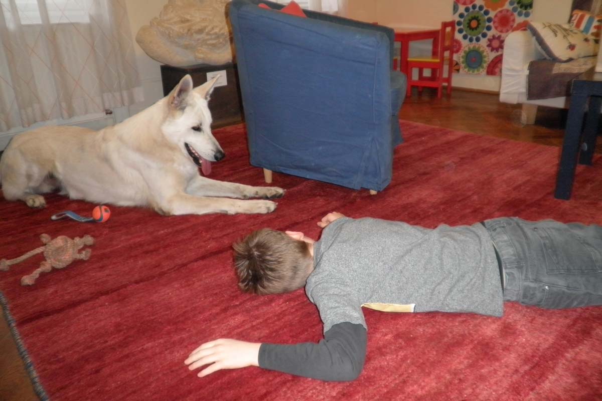 Therapiehund "Professor" Amadeus beim geduldigen Spiel mit einem Kind